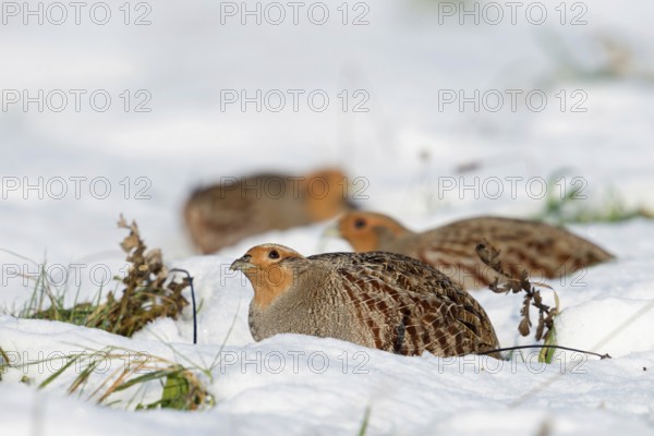 Scrutinising glances at the sky... Grey partridges (Perdix perdix), flock, chain of resting adult birds, press themselves to the ground in the snow in winter, looking for potential danger from birds of prey, highly endangered species almost everywhere in Germany, threatened by habitat loss, intensive agriculture, predators, ground-nesting birds, native nature, Rhineland, Lower Rhine, North Rhine-Westphalia, Germany, Western Europe