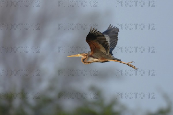 Rare observation... Pupur heron (Ardea purpurea) in flight in front of a beautifully structured natural background, rare heron, also native to Germany, with beautiful, rust-red plumage markings, highly endangered, threatened species, native nature, Netherlands, Western Europe