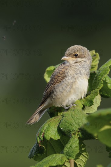 Successful breeding... Red-backed shrike (Lanius collurio), fledged but not yet independent young bird sitting on a shrub top, hoping for food while the flies are buzzing around his ears, funny picture, native nature, Lower Rhine, North Rhine-Westphalia, Germany, Western Europe