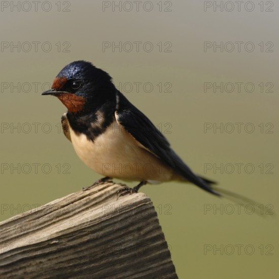 Migratory birds... Barn Swallow (Hirundo rustica), Swallow, native migratory bird sits on a wooden gate shortly after arrival in the summer territory, rests and looks into the surroundings, native nature, Meerbusch, Rhineland, Lower Rhine, Rhine district Neuss, North Rhine-Westphalia, Germany, Western Europe