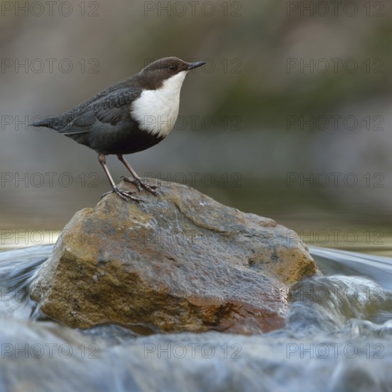 On top... White-throated Dipper (Cinclus cinclus) in its typical habitat, standing in the middle of flowing water of a torrent, small river on a stone, looking around, in its typical habitat, wildlife, native nature, Sauerland, Bergisches Land, North Rhine-Westphalia, Germany, Western Europe