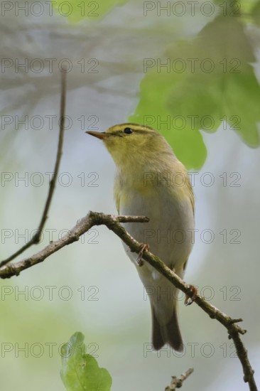 Inconspicuous native songbird living in hiding... Wood Warbler (Phylloscopus sibilatrix) high up in the canopy, male in summer dress, typical forest bird, migratory bird, rare, wildlife, native nature, Meerbusch, Rhineland, Lower Rhine, North Rhine-Westphalia, Germany, Western Europe
