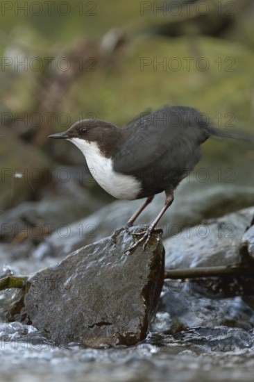 Feather care... White-throated Dipper (Cinclus cinclus) standing on a stone on the bank at the edge of a fast-flowing wild stream, river, typical habitat, shaking out plumage, wildlife, native nature, Sauerland, Bergisches Land, North Rhine-Westphalia, Germany, Western Europe