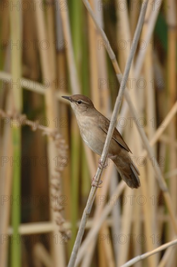 Reed warbler (Locustella luscinioides) in its typical habitat in the reeds, rare, mostly inconspicuous bird species, typical creaking song, native nature, Lake Neusiedl, Burgenland, Austria, Western Europe