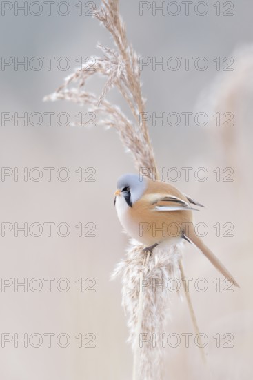 In winter... Bearded Tit (Panurus biarmicus), adult male in splendid plumage, summer plumage, bearded tit cock in the reeds sitting in the tips of reed grass in the most beautiful clear weather, side view, well camouflaged despite striking plumage colouring, adapted to the environment, beautiful soft light, soft pastel colours, native but rare bird species in Germany, typical reed inhabitant, wildlife, native nature, Federsee lake, Baden-WÃ¼rttemberg, Germany, Western Europe