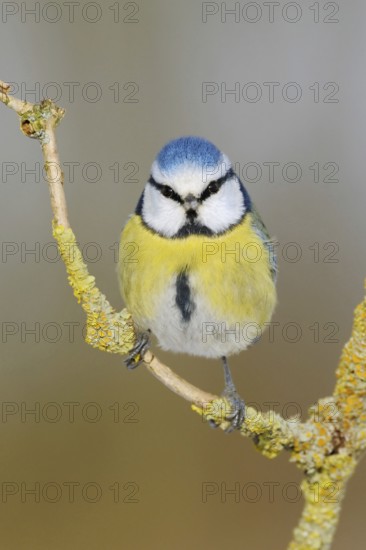 Blue tit (Cyanistes caeruleus), small, well-known, common songbird, garden bird, sitting on an elder branch, frontal view, direct eye contact, looking directly into the camera, looks funny, native nature, North Rhine-Westphalia, Germany, Western Europe