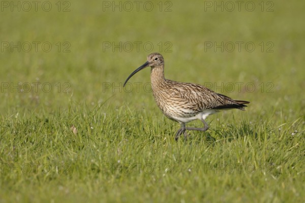 Foraging... Eurasian curlew (Numenius arquata), adult bird, walking, foraging through a wet meadow, highly endangered, characteristic meadow limnicole, native nature, Lower Saxony, Germany, Western Europe