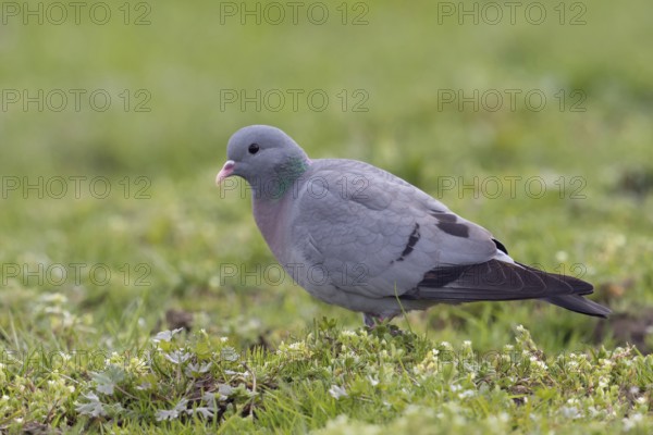 Rather rare native wild pigeon... Stock Dove (Columba oenas), the only native wild pigeon that breeds in caves, cave breeder, formerly a typical forest bird, but increasingly also to be observed in open country, also breeds in nesting boxes, resembles the city pigeon, but has dark beady eyes and no white in its plumage, rather rare pigeon species, native nature, Lower Rhine, Rhine district of Neuss, North Rhine-Westphalia, Germany, Western Europe