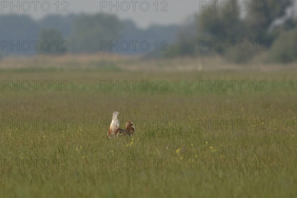 Steppe bird... Great Bustard (Ortis tarda), extremely rare, large native bird species, endangered, one of the heaviest flying birds in the world, native nature, Lake Neusiedl, Hansag, Burgenland, Hungary, Austria, Western Europe