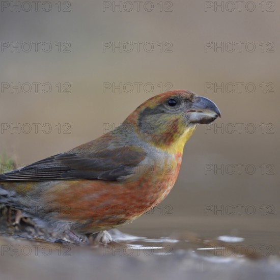 Pine crossbill (Loxia pytyopsittacus), colourful male drinks from a puddle of water, sits at a watering hole, rare forest bird, in some years larger flights from northern Europe when food is scarce there, highly specialised bird species that feeds mainly on pine seeds, highly specialised bird species with strong, cross-bent beak, native nature, Germany, Western Europe