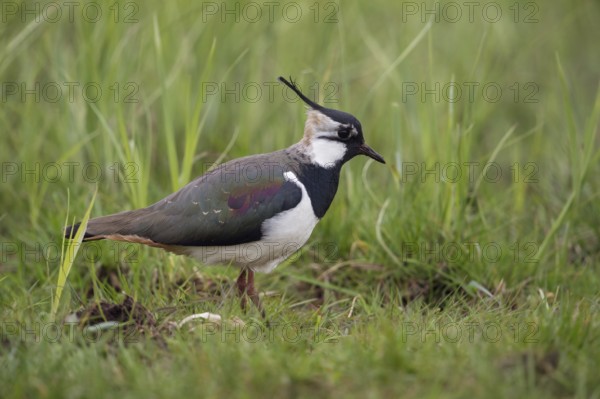 Short crest... Lapwing (Vanellus vanellus), generally known, typical meadow limicole, wading bird, meadow bird that also breeds inland, female with short decorative feathers on the head, increasingly endangered, already disappeared in many places after habitat loss, dramatic population decline, native nature, Rhineland, Lower Rhine, North Rhine-Westphalia, Germany, Western Europe