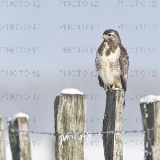 In snow and frost... Buzzard (Buteo buteo) perched on a fence post in the snow on a cold winter's day, typical sight on the Lower Rhine, beautifully coloured bird of prey, clear light, soft colours, North Rhine-Westphalia, wildlife, Germany, native nature, Bislicher Insel, Lower Rhine, Rhineland, Western Europe