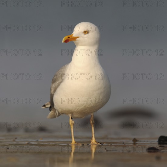 Mediterranean Gull (Larus michahellis) at low tide and early light on the beach of the North Sea, foraging in the Wadden Sea, native nature, wildlife, North Sea coast, Schleswig-Holstein, Germany, Western Europe