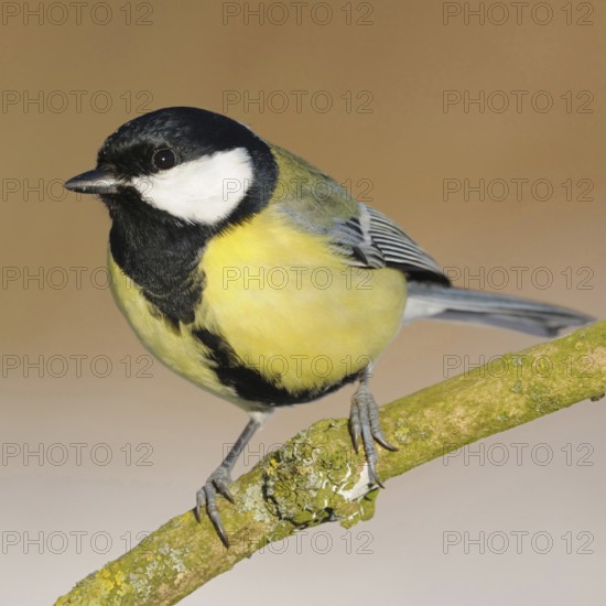 Probably the most common bird in our gardens... Great Tit (Parus major), male, recognisable by the broad black belly stripe, resident bird, stays in Germany all year round, native nature, Meerbusch, Lower Rhine, Rhineland, North Rhine-Westphalia, Germany, Western Europe