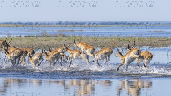Red Lechwe herd, Kobus leche, running for crossing the Chobe river. Wild antelopes in natural habitat action, showing water crossing and agile movement. Chobe National Park, Botswana