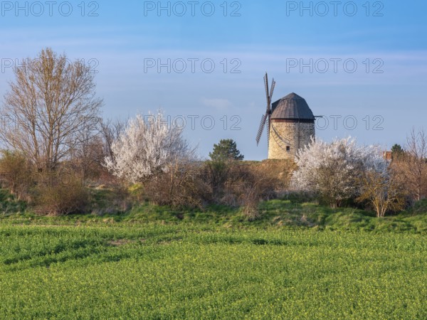 View over a green field and white flowering bushes to the tower windmill of Warnstedt, called TeufelsmÃ¼hle, in spring, Thale, Saxony-Anhalt, Germany