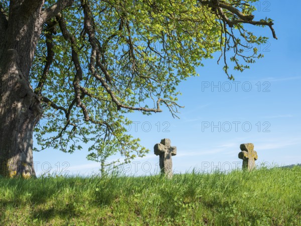Two medieval stone crosses under an old horse chestnut tree, murder cross, atonement cross, Tonndorf, Thuringia, Germany