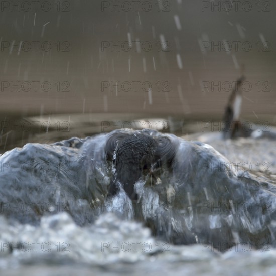 Against the current... White-throated Dipper (Cinclus cinclus) during a dive to search for food in the current, in fast-flowing, flowing water of a torrent, river, wildlife, native nature, Sauerland, Bergisches Land, North Rhine-Westphalia, Germany, Western Europe