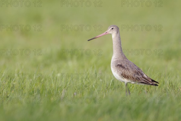 In a light-coloured dress... Black-tailed godwit (Limosa limosa), typical meadow limosa, wading bird, also breeds on wet meadows, inland wet meadows, endangered by intensive agriculture, wildlife, native nature, Lower Rhine, North Rhine-Westphalia, Germany, Western Europe