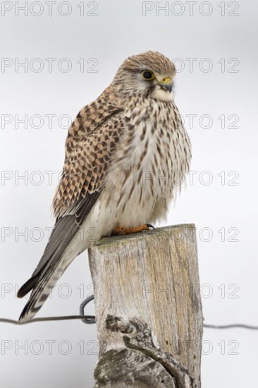 Kestrel (Falco tinnunculus), adult female in winter, the slightly fluffed up plumage protects against cold, well-known native small bird of prey, sits as so often on a fence post, resting, native birdlife, wildlife, native nature, Meerbusch, Rhineland, Lower Rhine, North Rhine-Westphalia, Germany, Western Europe