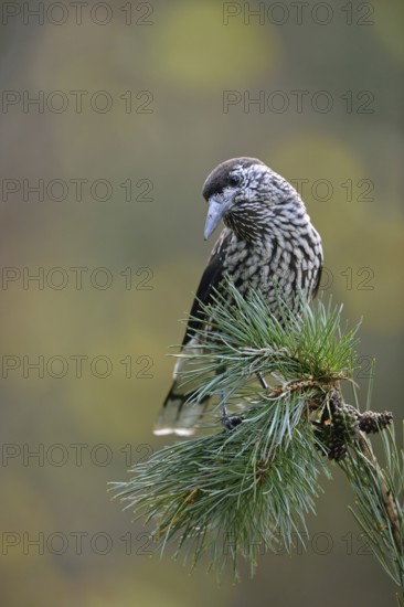 The nutcracker... Nutcracker (Nucifraga caryocatactes) sitting on the branch of a stone pine, stone pine (Pine cembra), nutcrackers are known to hide their food, especially the seeds of the stone pine as winter stock and thus help forest regeneration and forest expansion, autumnal colours, clear light, harmonious image composition, wildlife, native nature, Bavaria, Germany, Western Europe