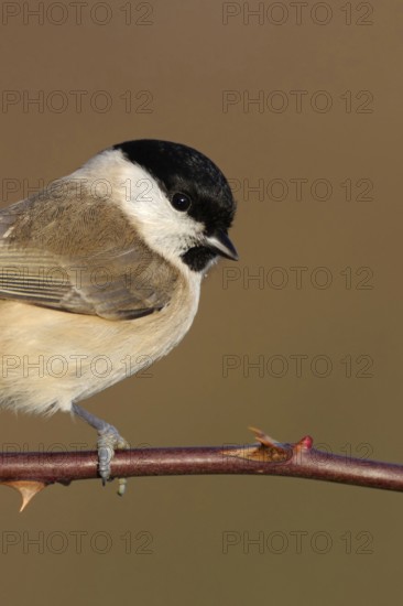Resident bird... Marsh tit (Poecile palustris), relatively inconspicuous but pretty little tit, songbird, year-round resident, occasional guest at winter feeders, close-up, cropped view, head portrait, native birdlife, wildlife, nature, Lower Rhine, Rhineland, North Rhine-Westphalia, Germany, Western Europe
