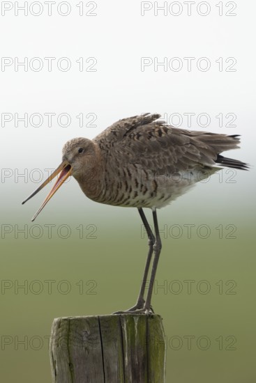 Black-tailed godwit (Limosa limosa), meadow limosa, wading bird sits, stands on a fence post in the early morning mist, typical picture in moors and wet, extensively farmed meadows, calls loudly, defends its territory during the breeding season, warns off intruders of the same species, wildlife, native nature, Lower Rhine, North Rhine-Westphalia, Germany, Western Europe