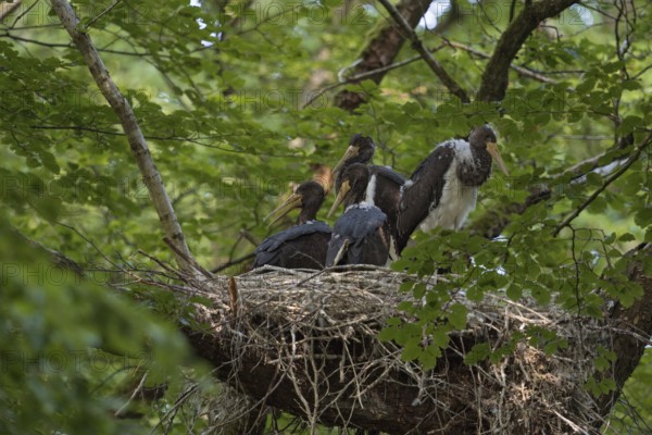 Cramped nest... Black stork (Ciconia nigra), Wood Stork, well-hidden eyrie in the crown of an old beech tree, large nest with four almost fledged young birds, native nature, North Rhine-Westphalia, Germany, Western Europe