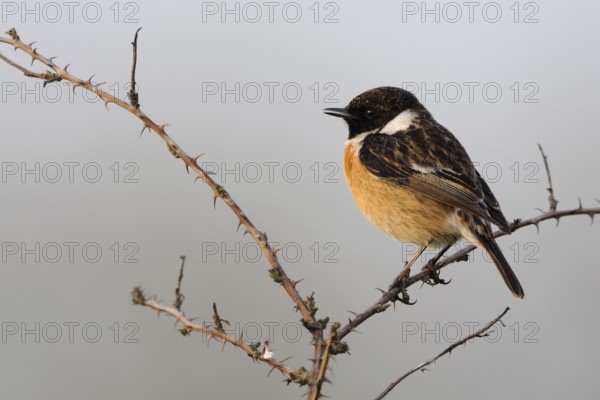 At sunset... Stonechat (Saxicola torquata) male in breeding plumage, splendid plumage sings on the tops of a bramble bush, on a thorny bramble vine, migratory bird, one of the first returnees from the wintering grounds, native nature, Meerbusch, Lower Rhine, Rhineland, North Rhine-Westphalia, Germany, Western Europe