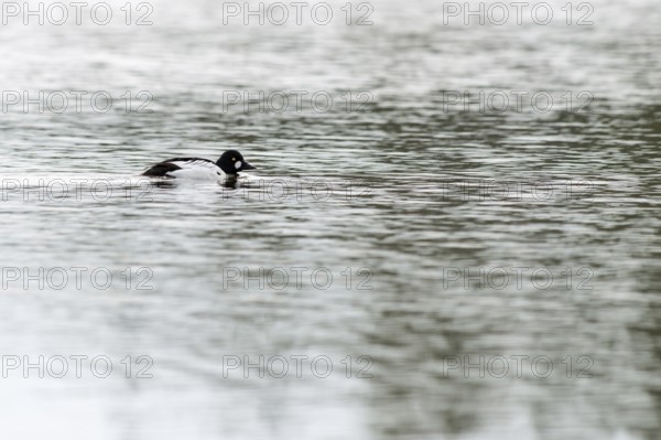 The drake... Common goldeneye (Bucephala clangula) in a magnificent plumage, breeding plumage, black and white, beautifully marked duck with bright golden yellow eyes swimming on a wide lake, southern Sweden, Sweden, Scandinavia, northern Europe