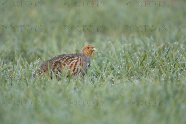 Dewdrops glisten... Grey partridge (Perdix perdix) walking through a dewy field in the early morning, common but rare native partridge, species highly endangered by predation and habitat loss, wildlife, native nature, Lower Rhine, Rhineland, North Rhine-Westphalia, Germany, Western Europe