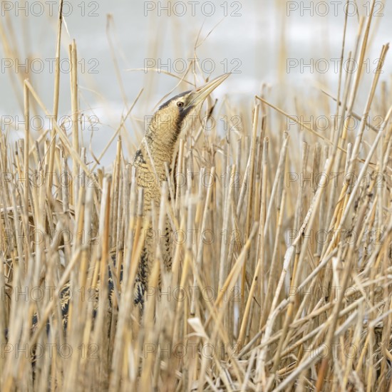 A quick look... Bittern (Botaurus stellaris) in winter, head portrait, cropped view, lives hidden in its typical habitat in the reed belt, sticks its head out of the reeds, rare native bird species, clear, detailed image typical for the species, wildlife, native nature, North Rhine-Westphalia, Germany, Western Europe