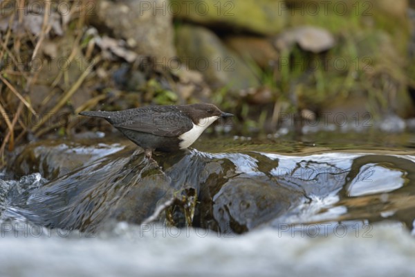 In the habitat... White-throated Dipper (Cinclus cinclus) hunts for insects and other food in the fast-flowing, clear water of a torrent, small river, wildlife, native nature, Sauerland, Bergisches Land, North Rhine-Westphalia, Germany, Western Europe