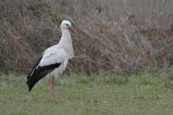 White stork (Ciconia ciconia) in January, in winter, hibernation, hibernates in Germany, has given up migratory behaviour, stands on a green meadow in front of dry bushes, native wildlife, climate change, native nature, wildlife, Bislicher Insel, Xanten, Rhineland, Lower Rhine, Germany, Western Europe