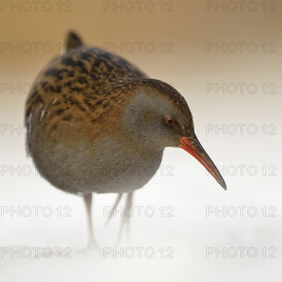 Water rail (Rallus aquaticus) in frosty, harsh winter, resident bird, not migratory, foraging in the snow, endangered species due to habitat loss, shy, secretive, native birdlife, wild animals, native nature, wildlife, Germany, Western Europe