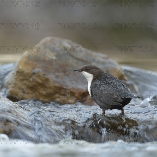 Skilful... White-throated Dipper (Cinclus cinclus) in its territory in search of food, standing against the current in the middle of fast-flowing clear water of a torrent, small river, species excellently adapted to its habitat, wildlife, native nature, Sauerland, Bergisches Land, North Rhine-Westphalia, Germany, Western Europe