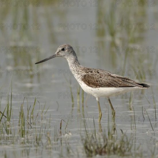 Green legs, upward curved bill... Greenshank (Tringa nebularia) in the shallows of a flooded meadow, native nature, Lake Neusiedl, Ilmitz, Lange Lacke, Burgenland, Hungary, Austria, Western Europe