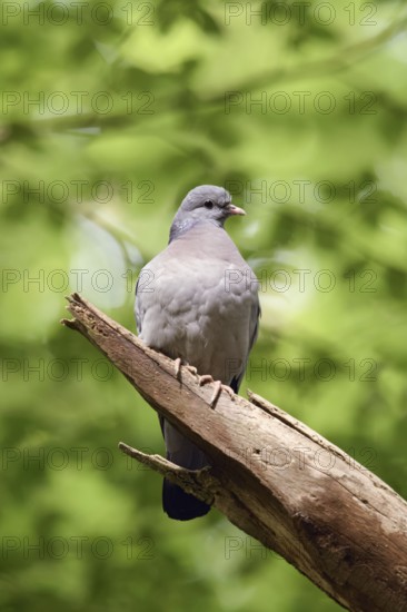 Under a green canopy... Stock Dove (Columba oenas) in the forest, the only native wild pigeon that breeds in caves, cave breeder, formerly a typical forest bird, but increasingly observed in open country, also breeds in nesting boxes, resembles the city pigeon, but has dark beady eyes and no white in its plumage, rather rare pigeon species, native nature, Lower Rhine, Rhine district of Neuss, North Rhine-Westphalia, Germany, Western Europe