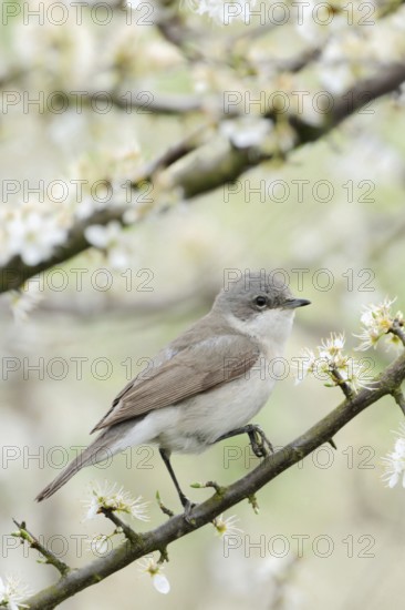 In the hawthorn... Rattling warbler (Sylvia curruca), native songbird sits in spring hunting for insects in a flowering hawthorn bush (Crataegus), bird common throughout Europe, smallest native warbler, native nature, Rhineland, Lower Rhine, North Rhine-Westphalia, Germany, Western Europe