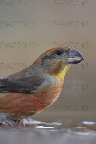 Pine crossbill (Loxia pytyopsittacus), colourful male has come to a puddle of water to drink, sits at a watering hole, rare forest bird, in some years larger flights from northern Europe when food is scarce there, highly specialised bird species that feeds mainly on pine seeds, highly specialised bird species with strong, cross-bent beak, native nature, Germany, Western Europe