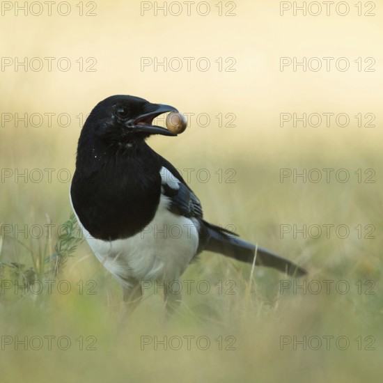 Stocking up for winter... Magpie (Pica pica), adult bird, in autumn with an acorn in its beak looks around carefully in front of hiding it for a rainy day, in the ground as a winter store, stores food, native nature, Meerbusch, Rhineland, North Rhine-Westphalia, Germany, Western Europe