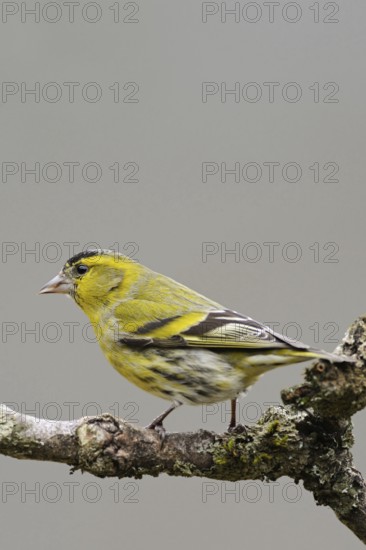 Siskin (Spinus spinus), male bird in breeding plumage, splendid plumage sits on the dry branch of an elder bush, rather rarely observed yellow songbird, native nature, Sauerland, North Rhine-Westphalia, Germany, Western Europe