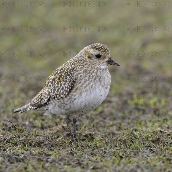 Stopover in North Rhine-Westphalia... Golden plover (Pluvialis apricaria) on migration, foraging in a field, breeding bird threatened with extinction in Germany, native nature, Bislicher Insel, Lower Rhine, Rhineland, North Rhine-Westphalia, Germany, Western Europe