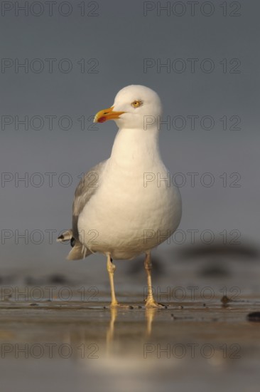 Mediterranean Gull (Larus michahellis) at low tide and early light on the North Sea beach, foraging in the Wadden Sea, native nature, wildlife, North Sea coast, Schleswig-Holstein, Germany, Western Europe