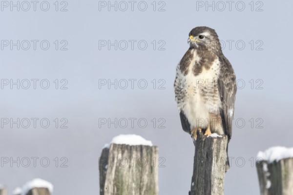 In snow and frost... Buzzard (Buteo buteo) perched on a fence post in the snow on a cold winter's day, typical sight on the Lower Rhine, beautifully coloured bird of prey, clear light, soft colours, North Rhine-Westphalia, wildlife, Germany, native nature, Bislicher Insel, Lower Rhine, Rhineland, Western Europe
