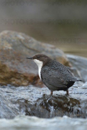 Skilful... White-throated Dipper (Cinclus cinclus) in its territory in search of food, standing against the current in the middle of fast-flowing clear water of a torrent, river, species excellently adapted to its habitat, wildlife, native nature, Sauerland, Bergisches Land, North Rhine-Westphalia, Germany, Western Europe