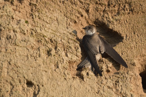 Highly specialised... Sand martin (Riparia riparia), Europe's smallest swallow, seeks shelter in a steep bank, on a sand wall, cavity-nesting bird on bank erosions and in sand pits, gravel pits, native nature, Lower Rhine, North Rhine-Westphalia, Germany, Western Europe