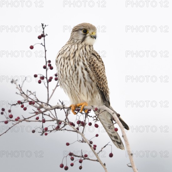 Kestrel (Falco tinnunculus), adult female in winter, well-known native small bird of prey, sitting on a bush with red berries, looking around, native birdlife, wildlife, native nature, Meerbusch, Rhineland, Lower Rhine, North Rhine-Westphalia, Germany, Western Europe