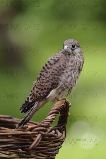 Young falcon... Kestrel (Falco tinnunculus), young falcon sits on the handle of a woven basket, wicker basket, looks around, uses the basket as a perch during flight training, native nature, Meerbusch, Rhineland, Lower Rhine, North Rhine-Westphalia, Germany, Western Europe