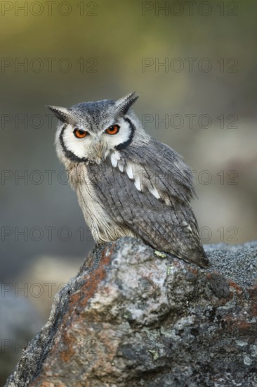Bright fiery red orange eyes... Southern scrub owl (Pilopsis granti), small, very pretty owl, native to South Africa, looking directly into the camera, eye contact, its plumage camouflages the generally not very shy owl almost perfectly